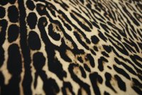 ткань костюмно-плательный шелк с леопардовым принтом